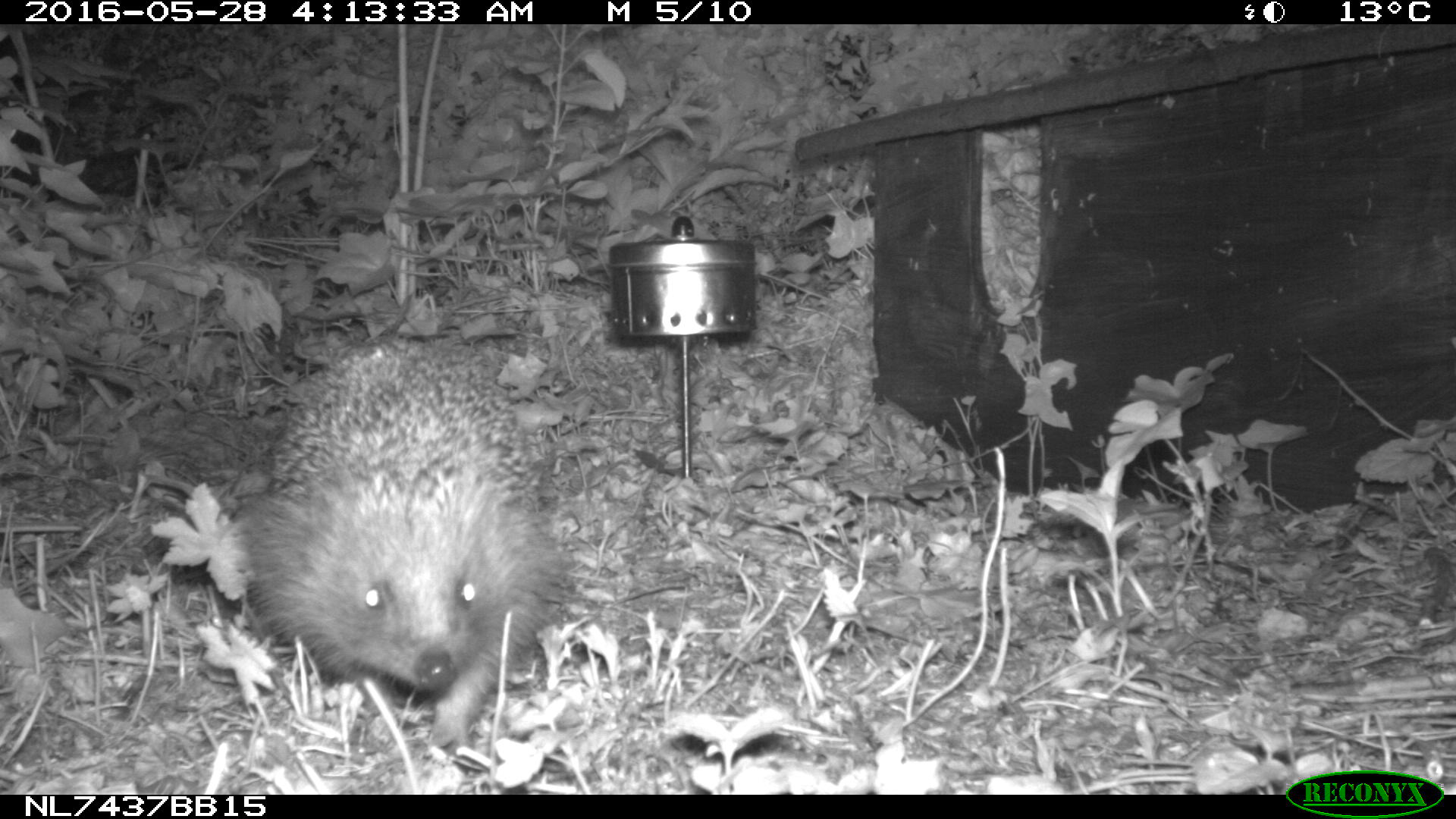 Regelmatig vrijwilligers gezocht voor project Wildcamera