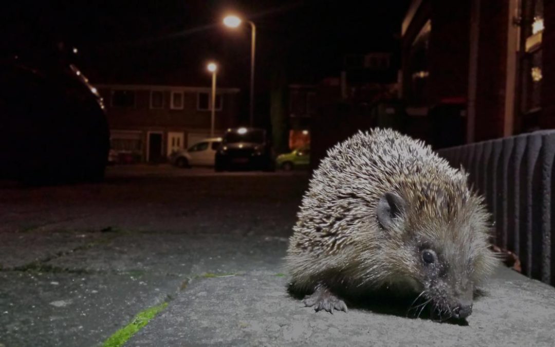 Wat spookt de stadse egel allemaal uit?