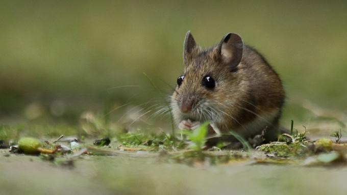 Muizen in de winter