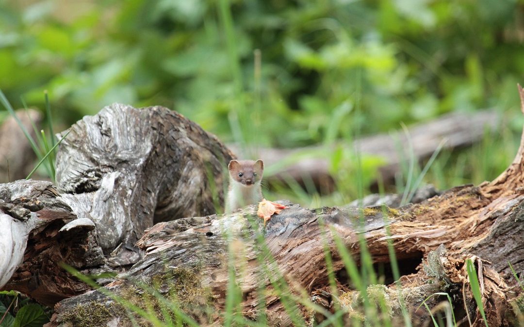 Beheerwijzer – landschappelijke maatregelen voor kleine marterachtigen