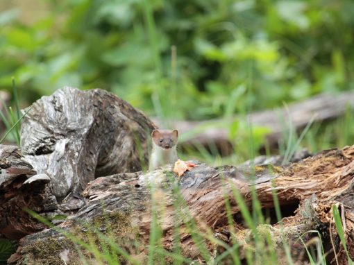 Beheerwijzer – landschappelijke maatregelen voor kleine marterachtigen