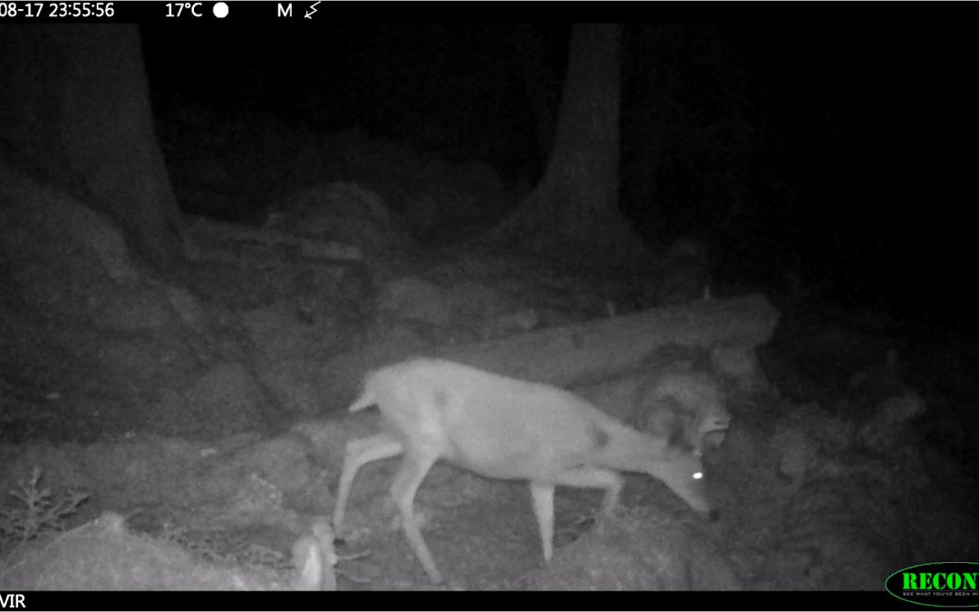 Video: Sitka deer on Haida Gwaii