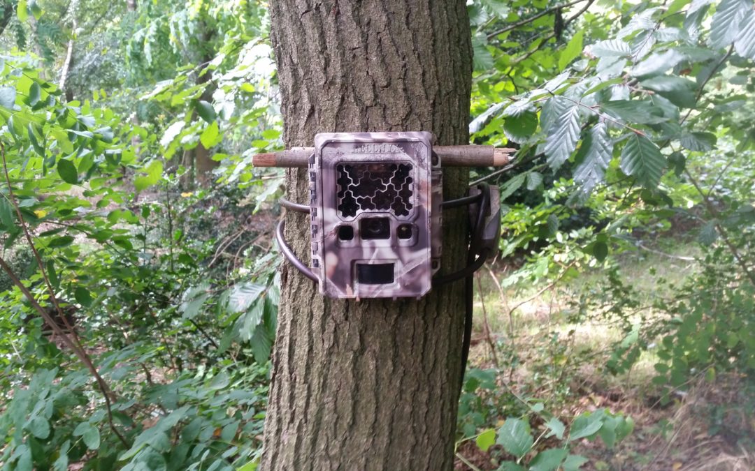 Hoe zet jij jouw wildcamera het meest effectief in?