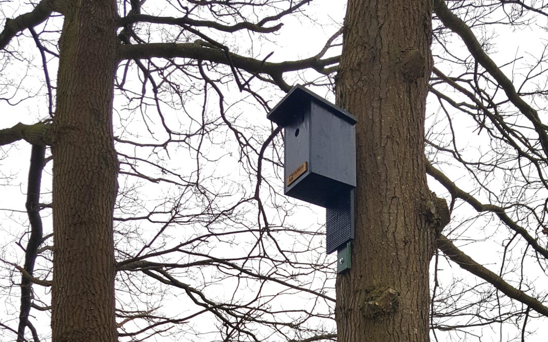 Vleermeeskast in gebruik door mezen én vleermuizen!