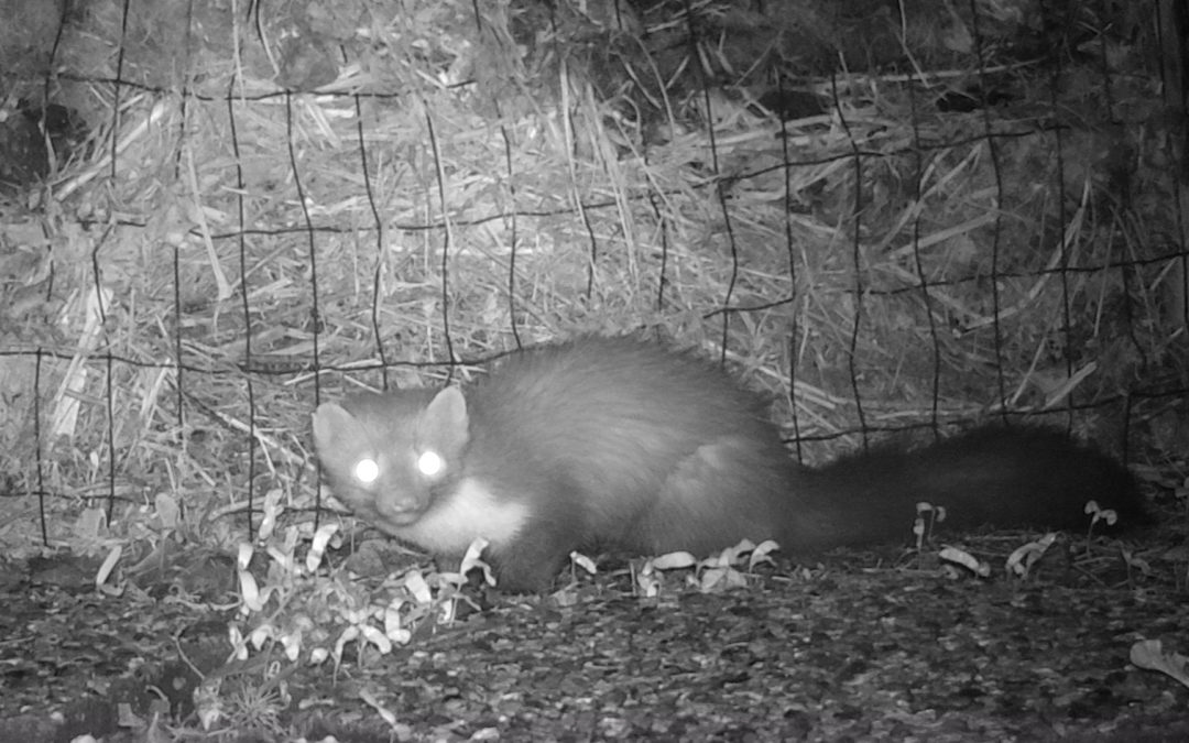 Steenmarter neemt steenmarterkast in gebruik