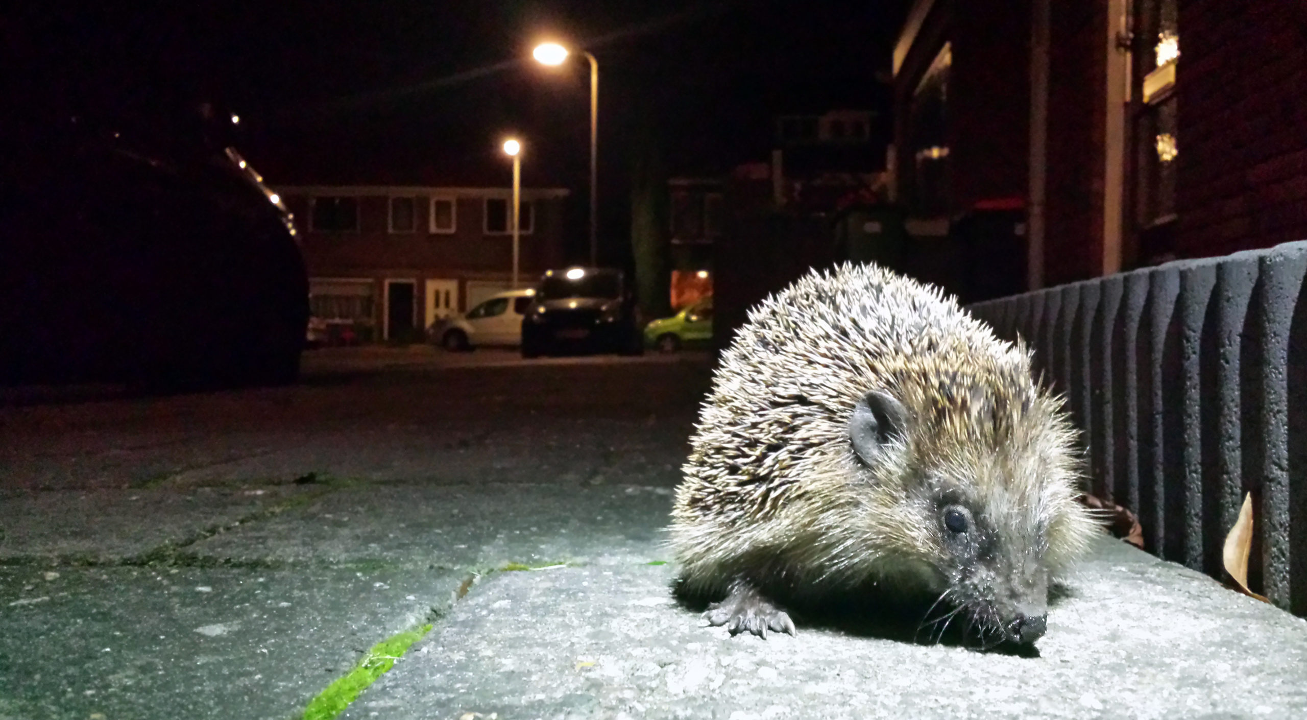 Egel in de stad