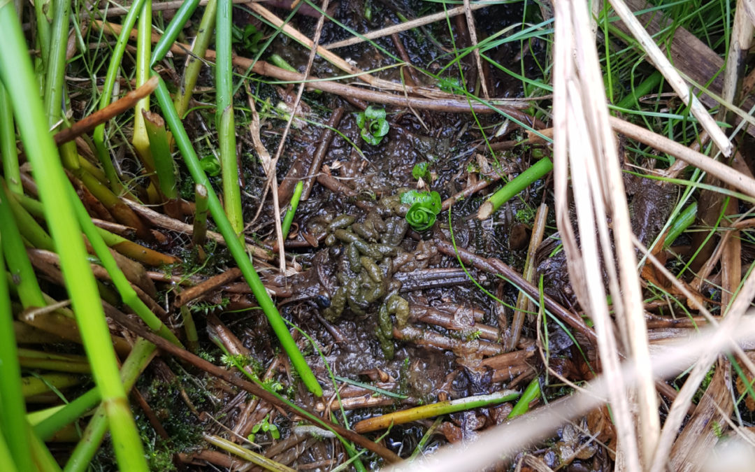 Op zoek naar de noordse woelmuis middels eDNA-onderzoek