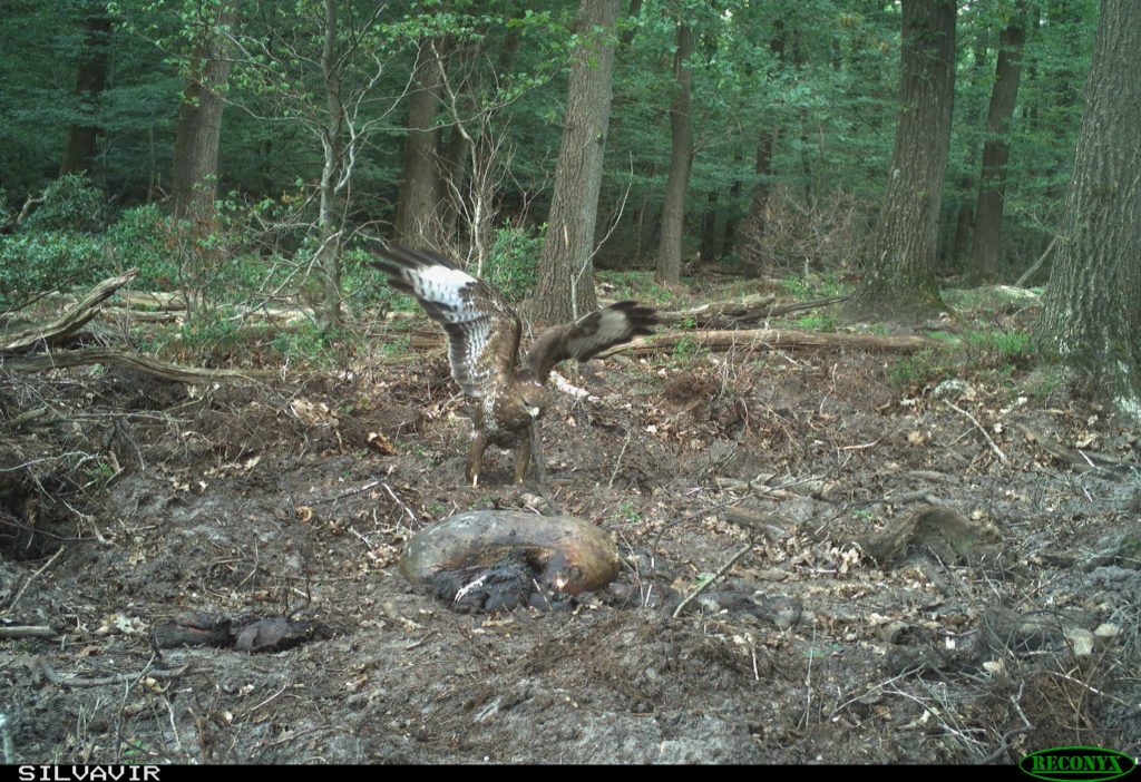 Dood doet leven - Buizerd bij resten