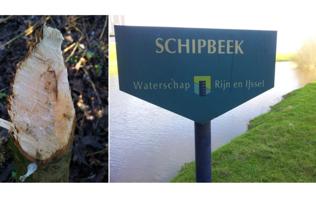 Bevers verspreiden zich buiten het stroomgebied van de IJssel in Zuid-Salland