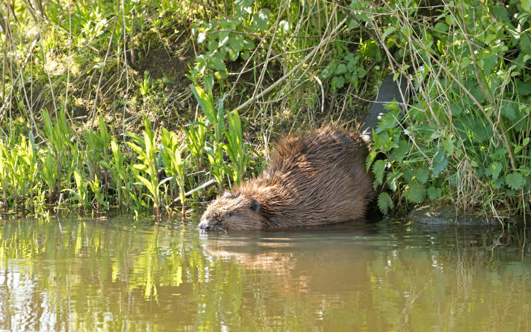 De eerste ‘Berkelbever’