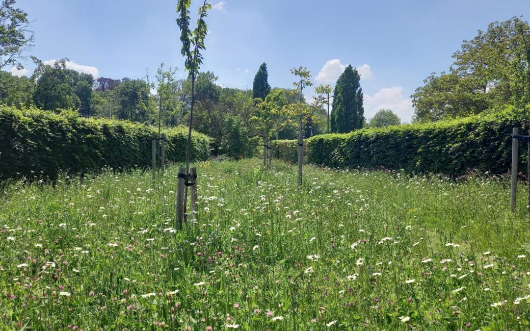 Tips om de biodiversiteit in je tuin te vergroten!