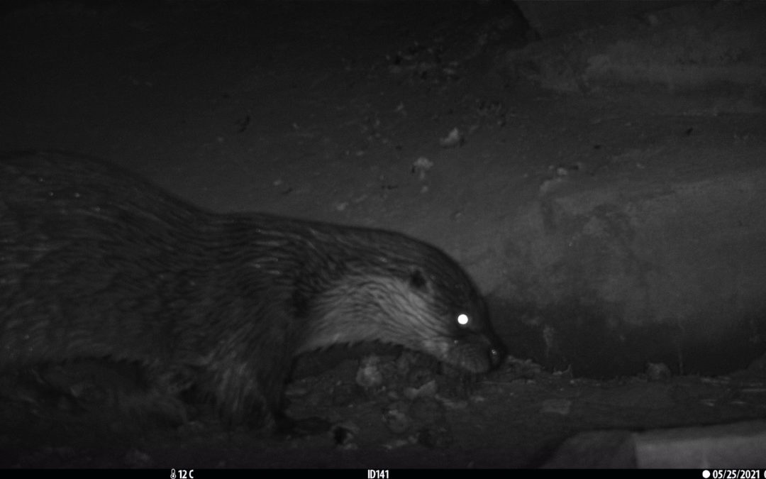 Een bijzondere ontmoeting op de wildcamera!