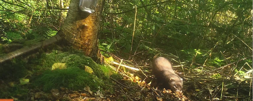 Bunzing en boommarter in beeld buiten de bekende verspreiding