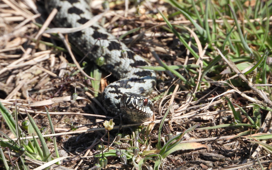 Monitoring van inheemse reptielen, belangrijk en leuk werk!