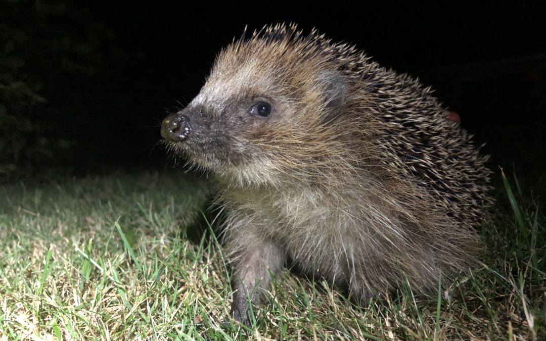 Resultaten zenderonderzoek leggen het geheime leven van de egel bloot