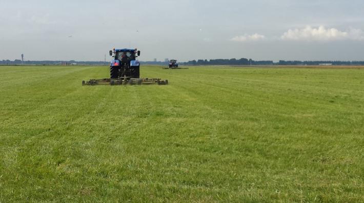 Schiphol: wezels en speciaal gras tegen vogelaanvaringen