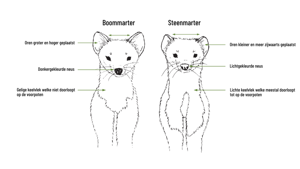 Boommarter vs steenmarter