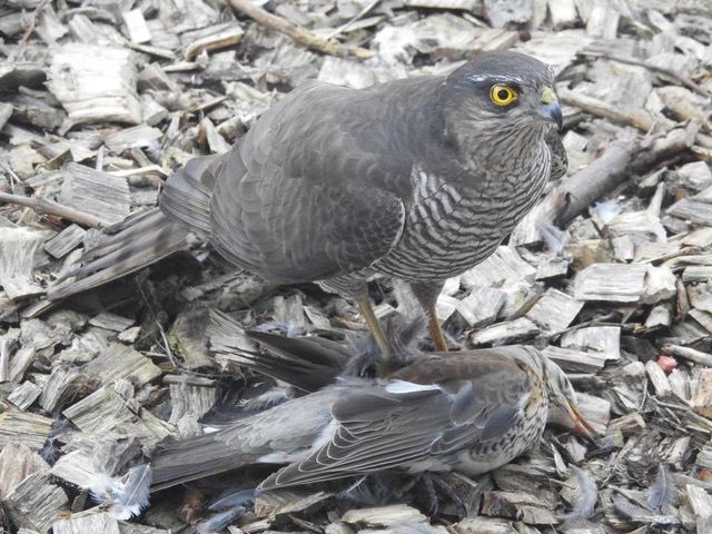 Sperwer in de tuin?