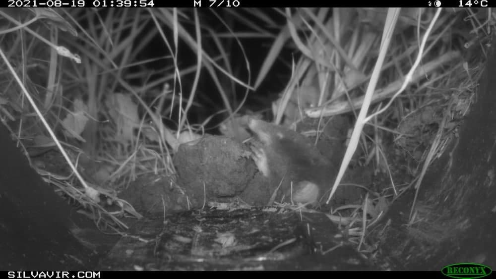 Talpa europaea op camera, voor deze mol bijzonder!