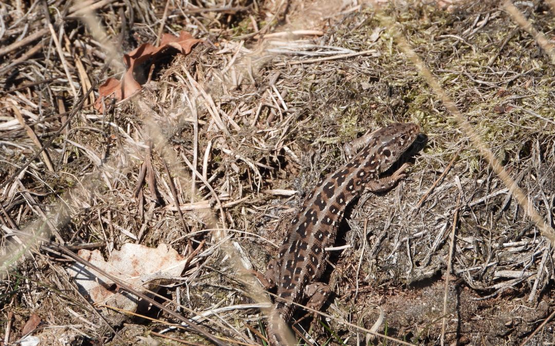 Nader onderzoek herpetofauna