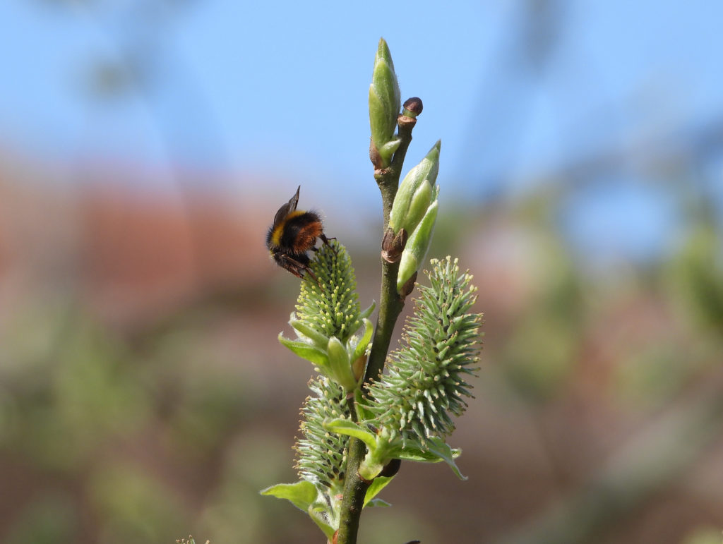 Insecten boswilg