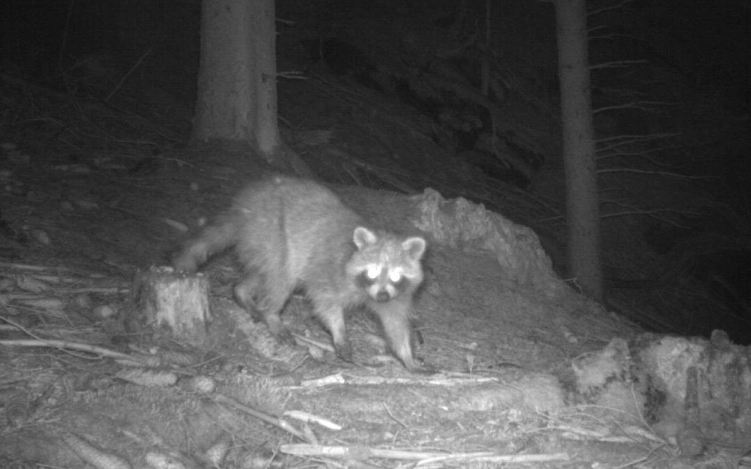 Op vakantie? Pak je wildcamera in!