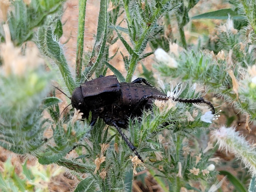 Bronzen tankkrekel (Bradyporus dasypus)