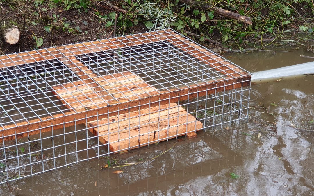 Advisering en installatie damdoorstromer (Beaver deceiver)