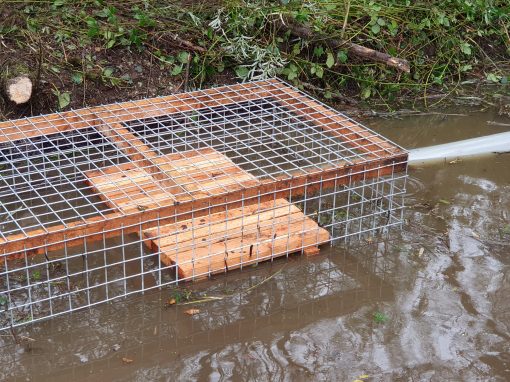 Advisering en installatie damdoorstromer (Beaver deceiver)