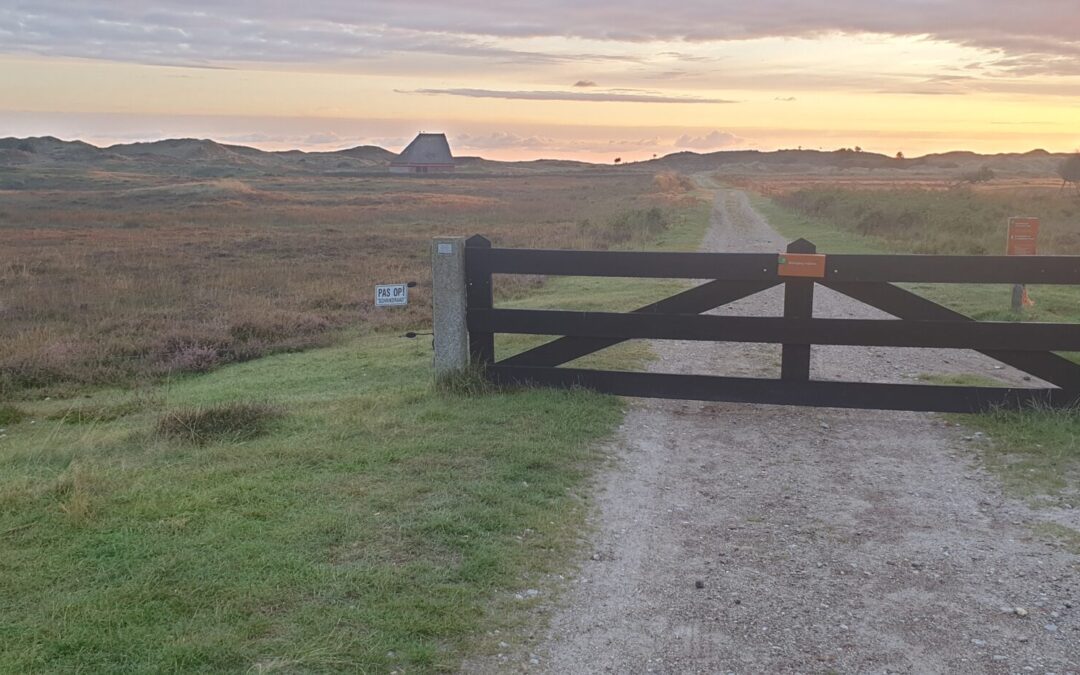 Noordse woelmuizen in de duinen van Texel